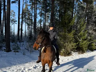 hästar Mor & dotter söker ponny/häst - Annons 3