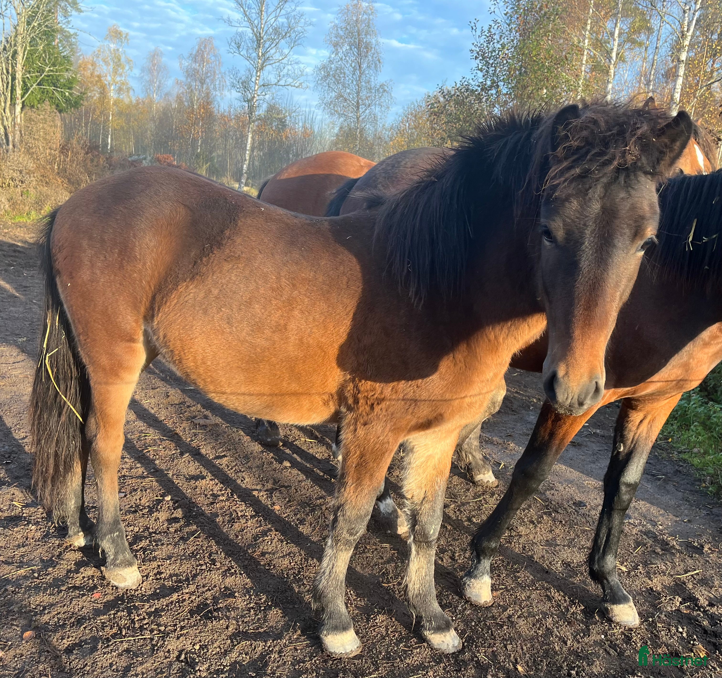  hästar Fin hingståring  i Sala - Annons 14