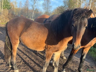 hästar Fin hingståring i Sala - Annons 7