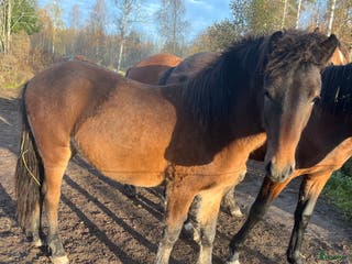 hästar Fin hingståring i Sala - Annons 18
