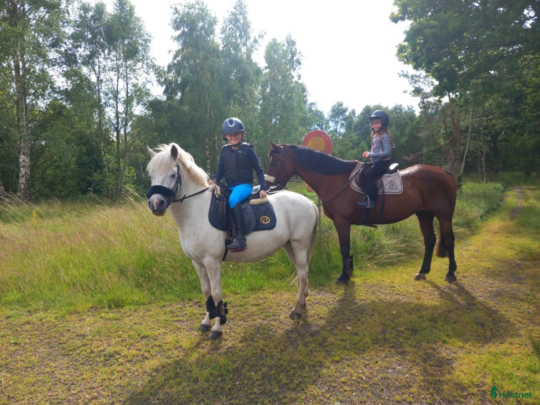 Allround hästar till salu: Ponny för den som vill tävla eller ha en bästa vän i Haverdal - Annons 5