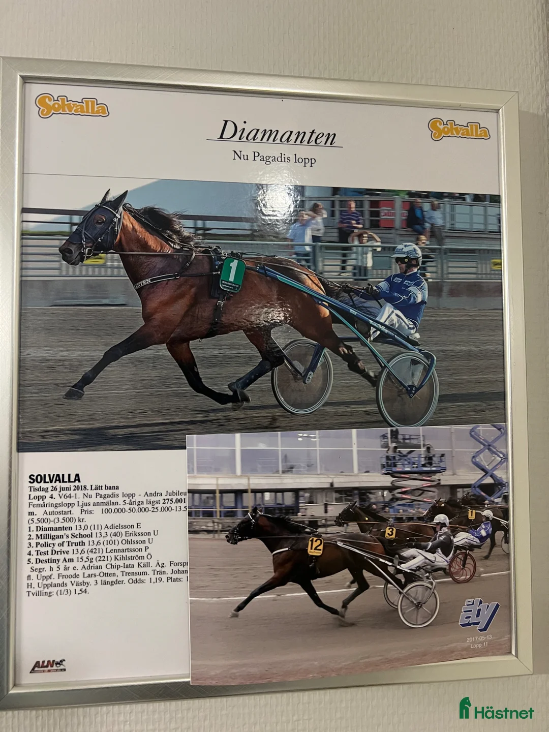 Trav hästar till salu: Diamanten💎 avel, sällskap, skogsmulle i Överhörnäs - Annons 3