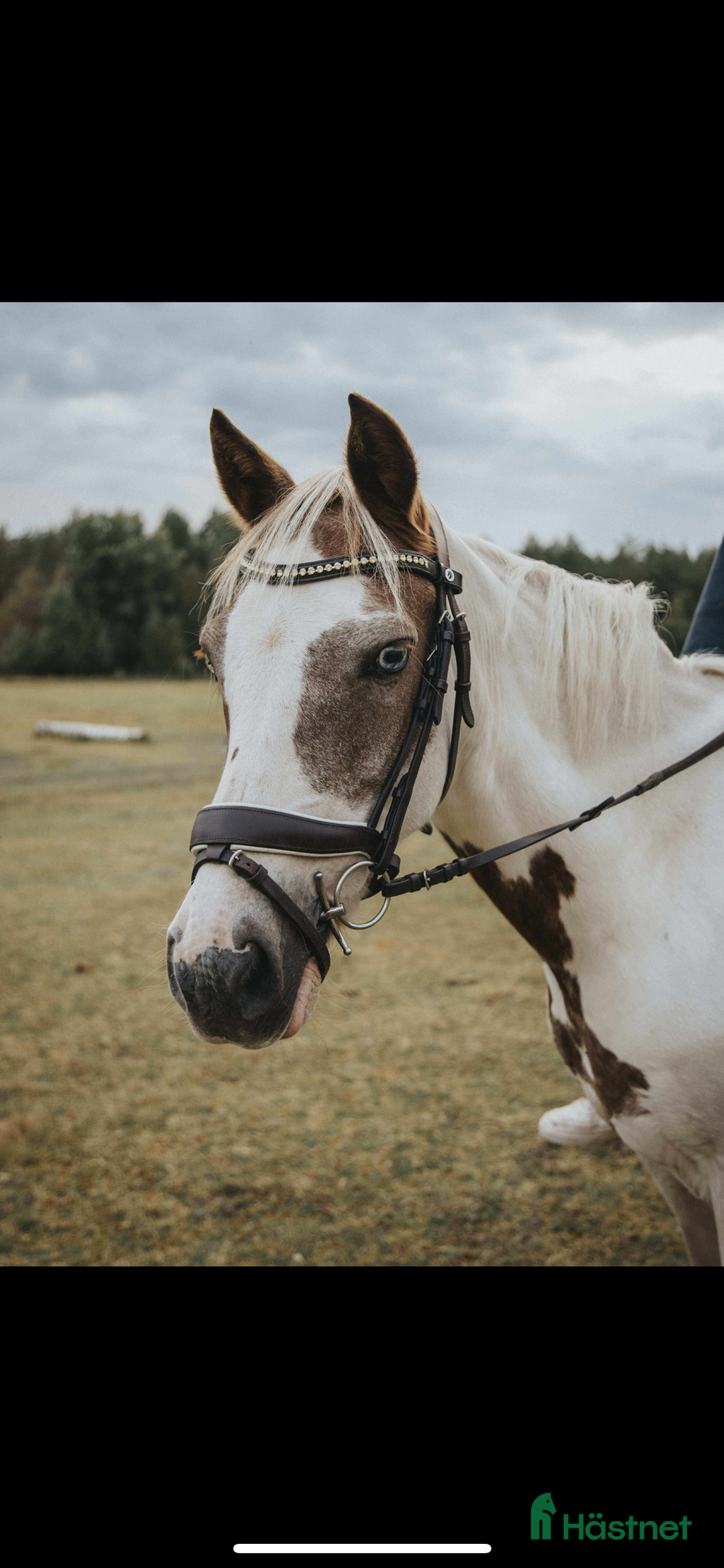 Allround hästar till salu: Foder ponny i Tidaholm - Annons 1