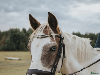 hästar Foder ponny i Tidaholm - Annons 12