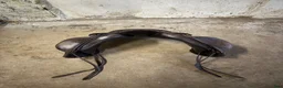 Sadlar hästutrustning till salu: Taur gaiter dressage v1 17” - Annons 9