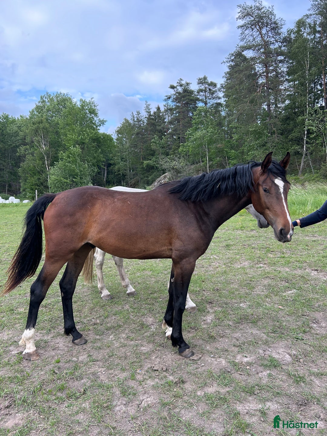 Hoppning hästar till salu: Trevlig 2åring i Gustavsberg - Annons 1