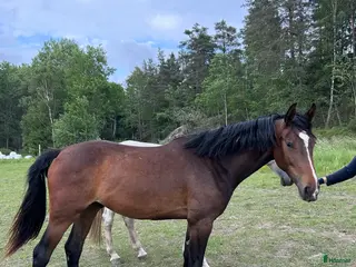 hästar Trevlig 2åring i Gustavsberg - Annons 21