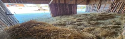  stallplats finnes: Lösdrift med skötsel - Annons 4