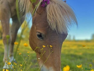 Övrigt hästar till salu: Världens bästa Mira i Lidköping - Annons 1