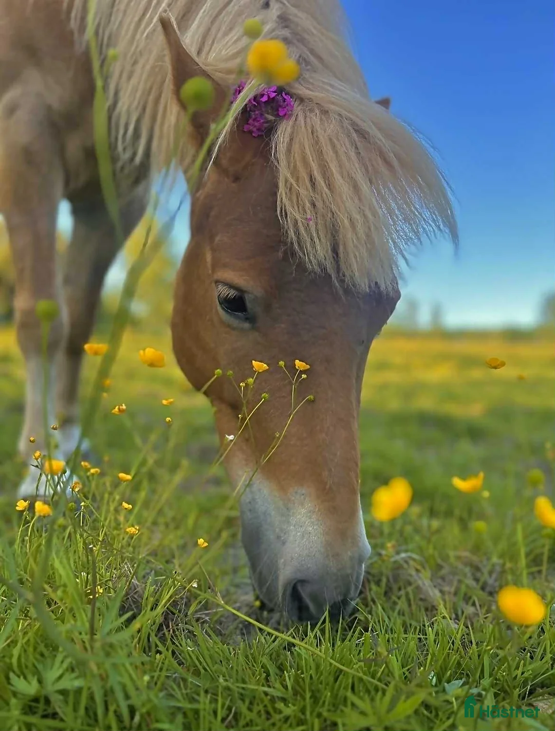 Övrigt hästar till salu: Världens bästa Mira - Annons 1