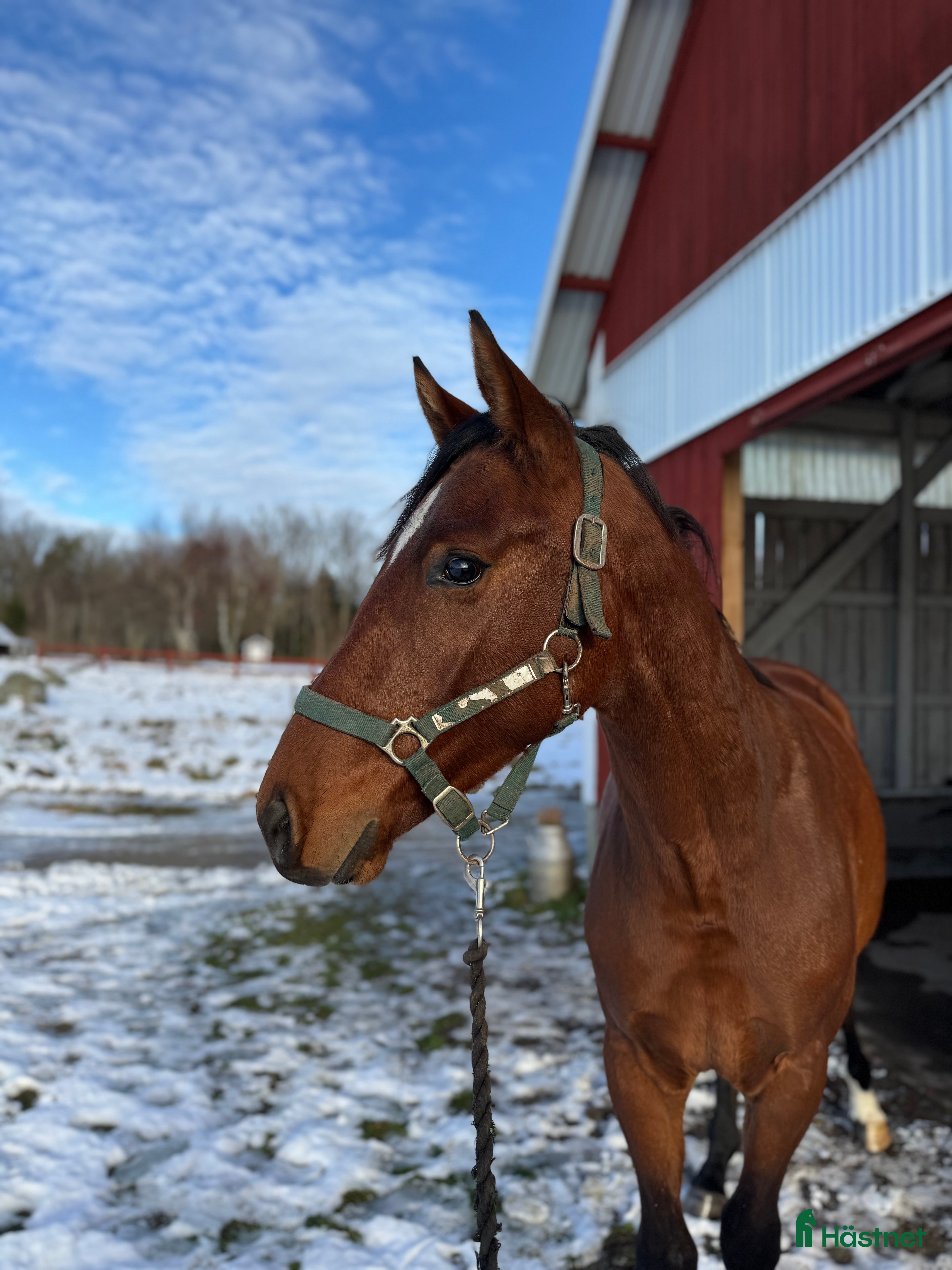  hästar Valack till salu!  i Kyrkhult - Annons 15