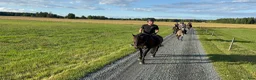 Allround hästar till salu: Viktbärande sto - Annons 11