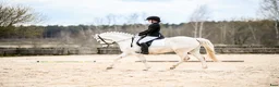 Hoppning hästar till salu:  Connemara Sport Pony - Annons 2