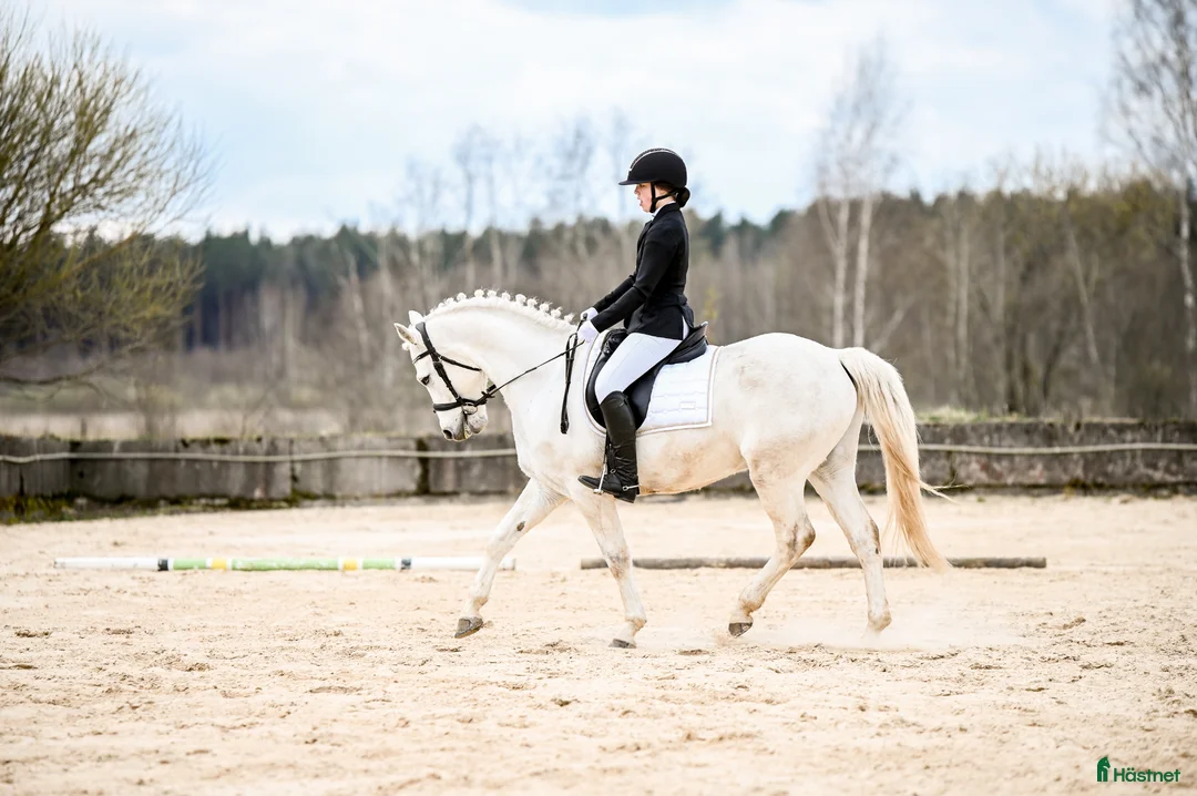 Hoppning hästar till salu:  Connemara Sport Pony - Annons 2