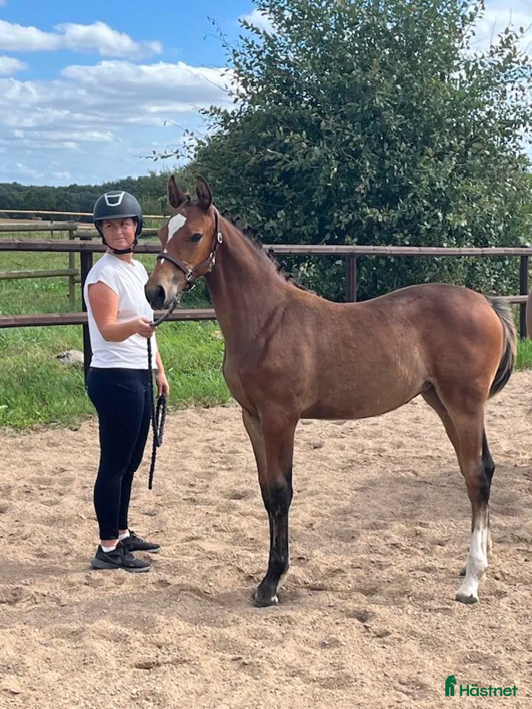 Hoppning hästar till salu: Välstammat sto - Annons 4