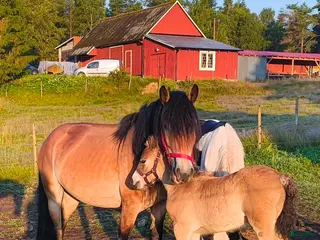 Allround hästar till salu: Personligt och socialt sto - Annons 1