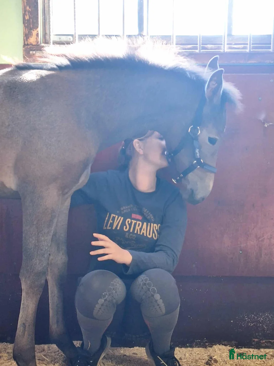 Hoppning hästar till salu: Uttrycksfullt stoföl med fantastisk hoppstam! i Ullared - Annons 6