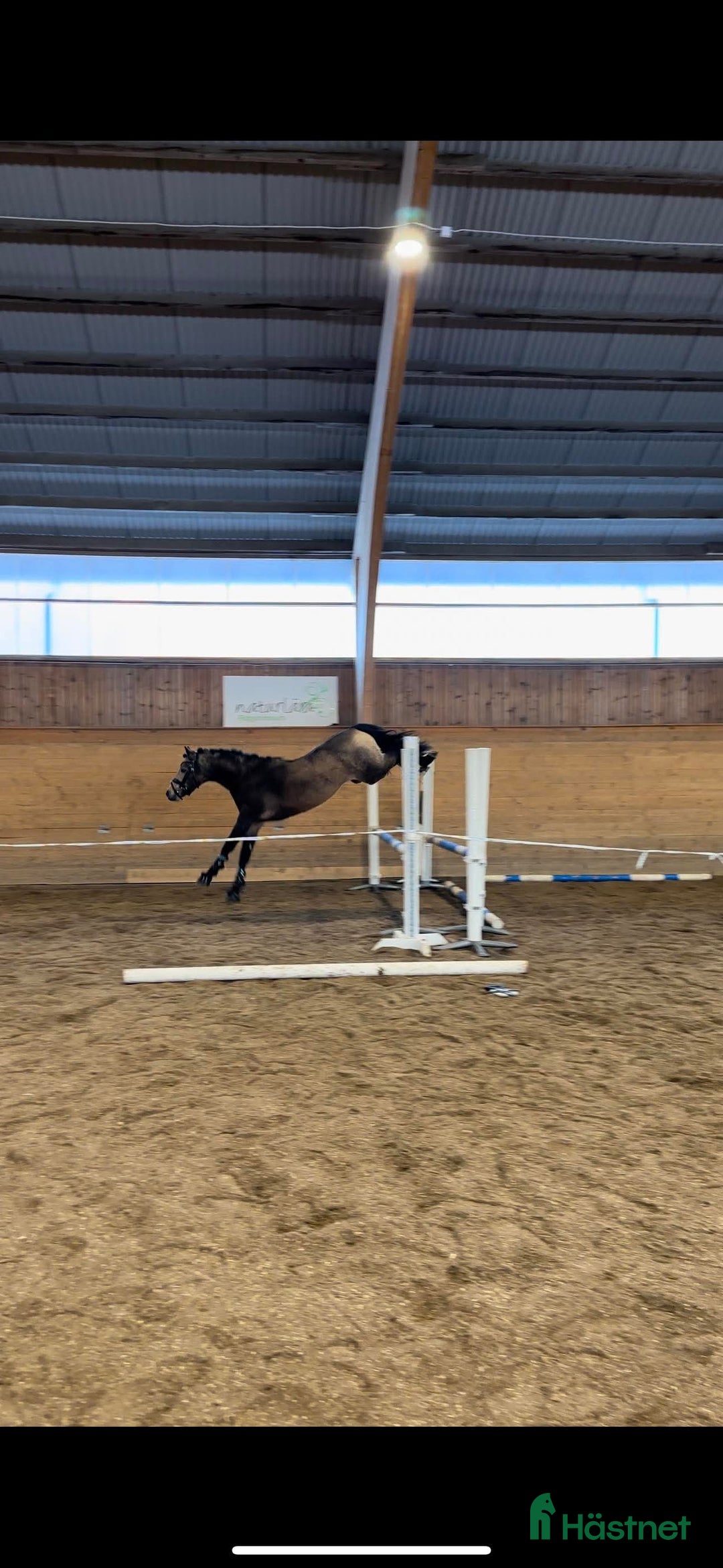 Allround hästar till salu: Unikt framtidsämne för dressyr, hopp elr fltvn i Vallsta - Annons 4