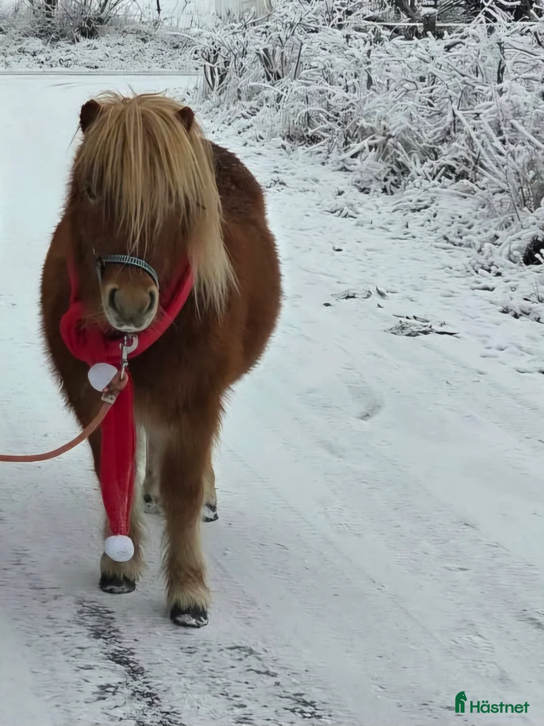 Allround hästar till salu: Mysig shettiskille i Falköping - Annons 2
