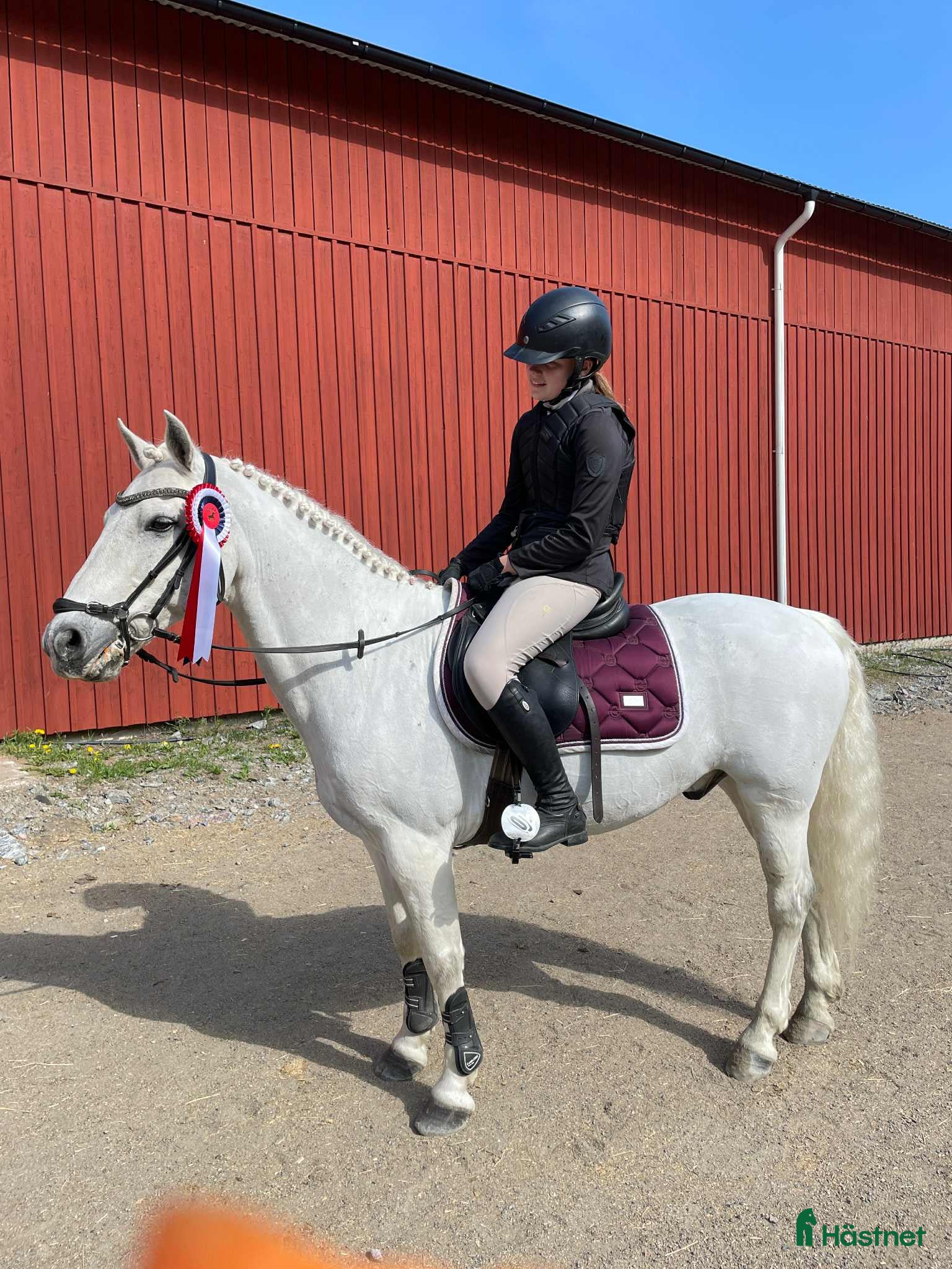  hästar Träningskompis/läromästare säljes i Söderhamn - Annons 10