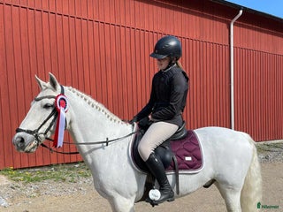 hästar Träningskompis/läromästare säljes i Söderhamn - Annons 11