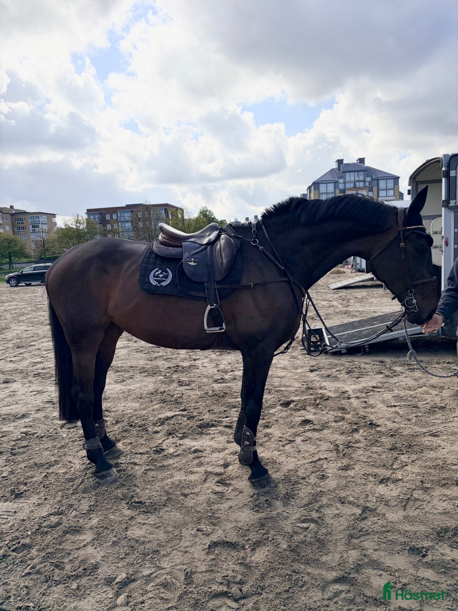  hästar Trevligt okomplicerat sto! 🌟 - Annons 2