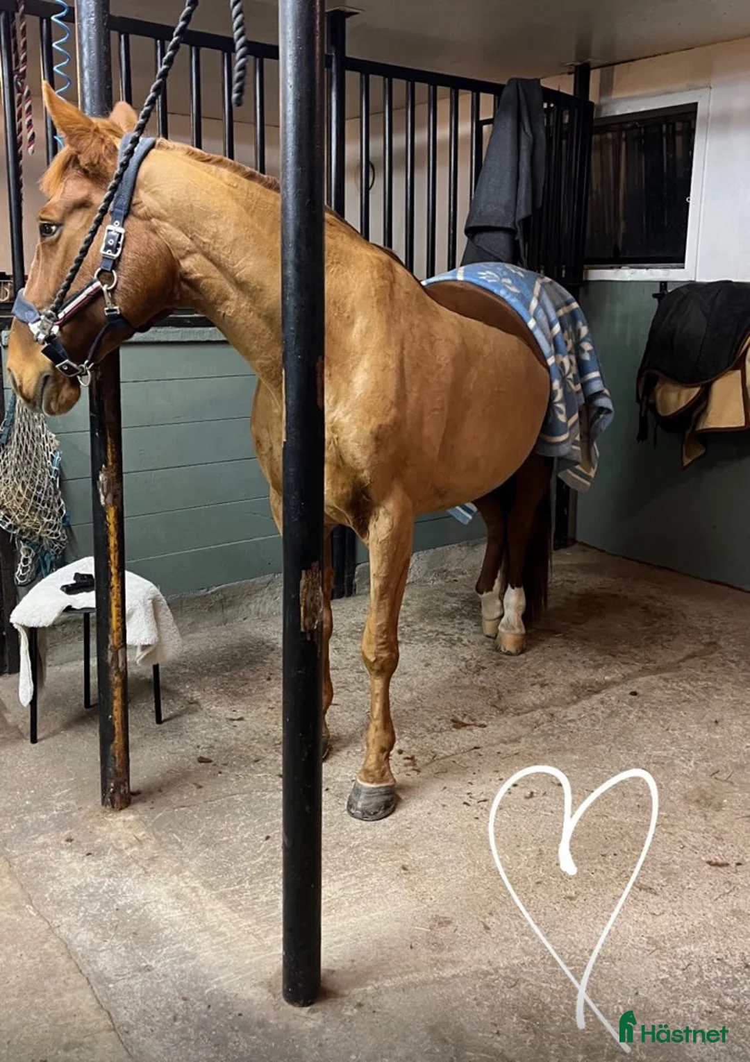 Allround hästar till salu: Hobbyhäst - stor häst I ponnyhöjd - Annons 4