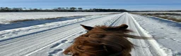  stallplats finnes: Ledig stallplats i Sigtuna! i Sigtuna - Annons 7