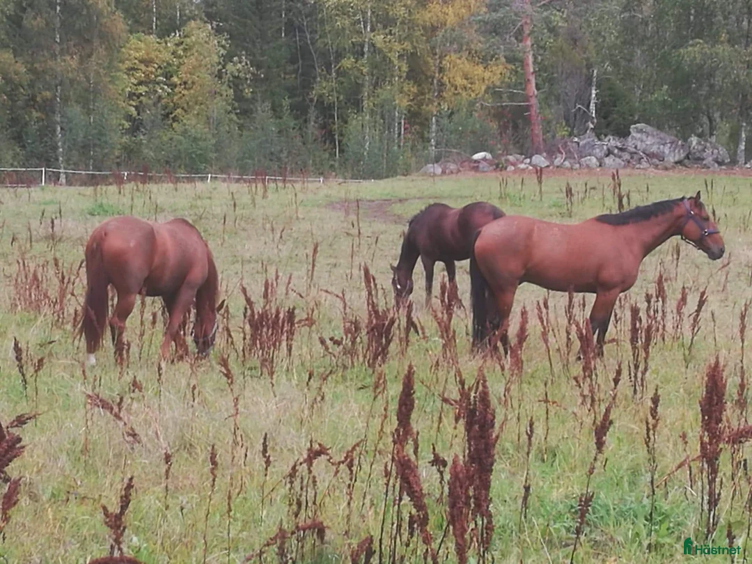 Galopp hästar sökes: Söker sto :halvblod eller fullblod projekt  - Annons 14