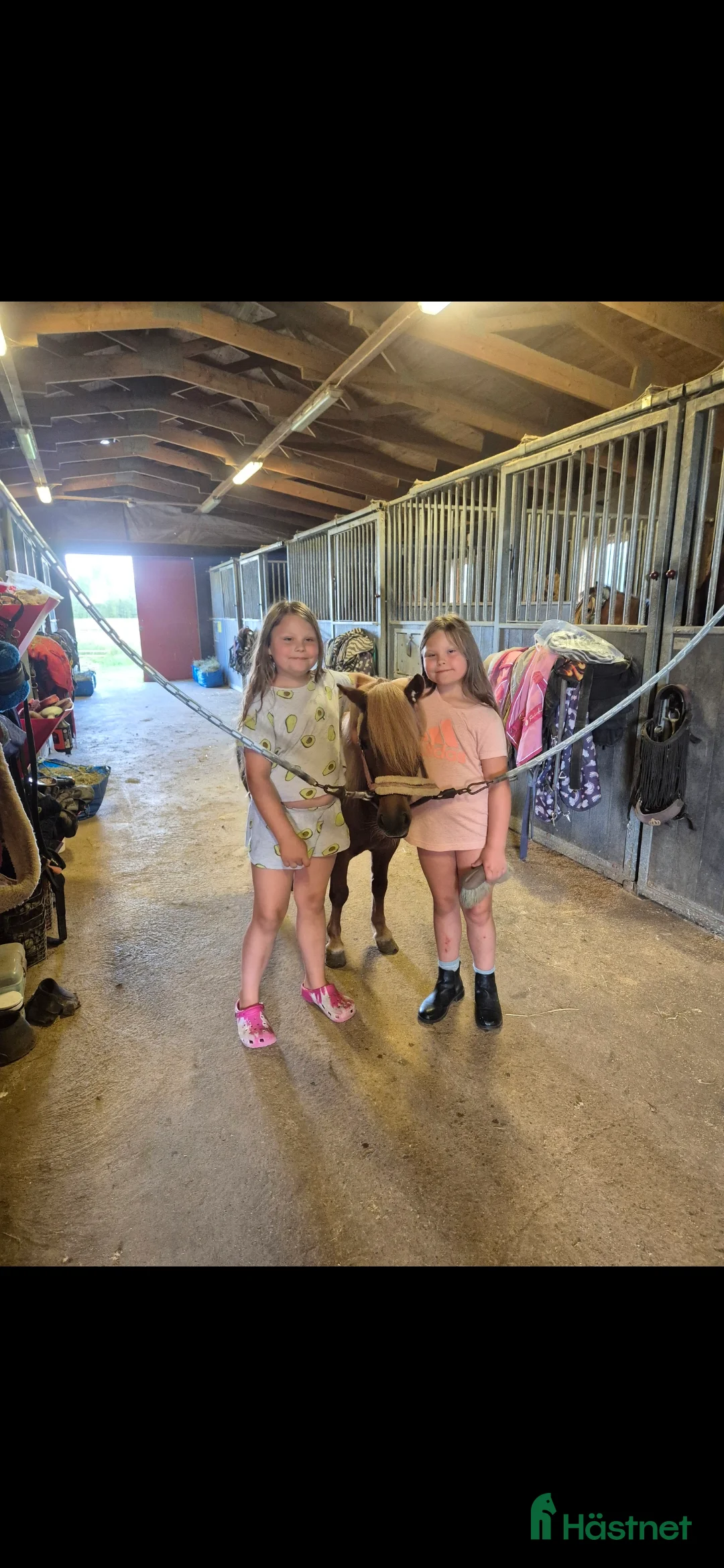 Trav hästar till salu: Film Shetlandsponny trav allround riden och körd  i Äppelbo - Annons 10