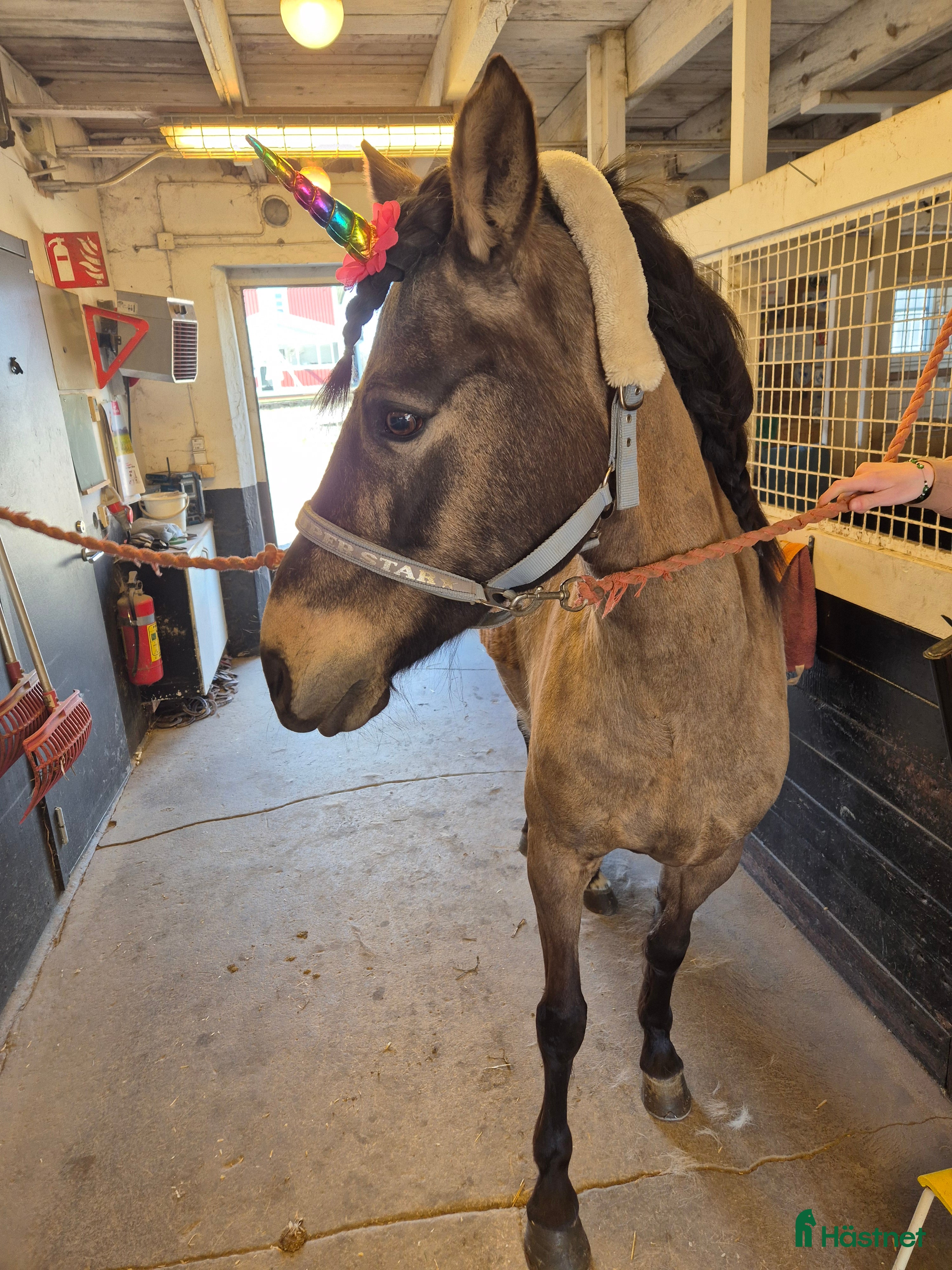  hästar Perfekt mor &amp; dotterhäst i Stora Mellösa - Annons 5