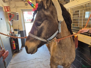 hästar Perfekt mor & dotterhäst i Stora Mellösa - Annons 9