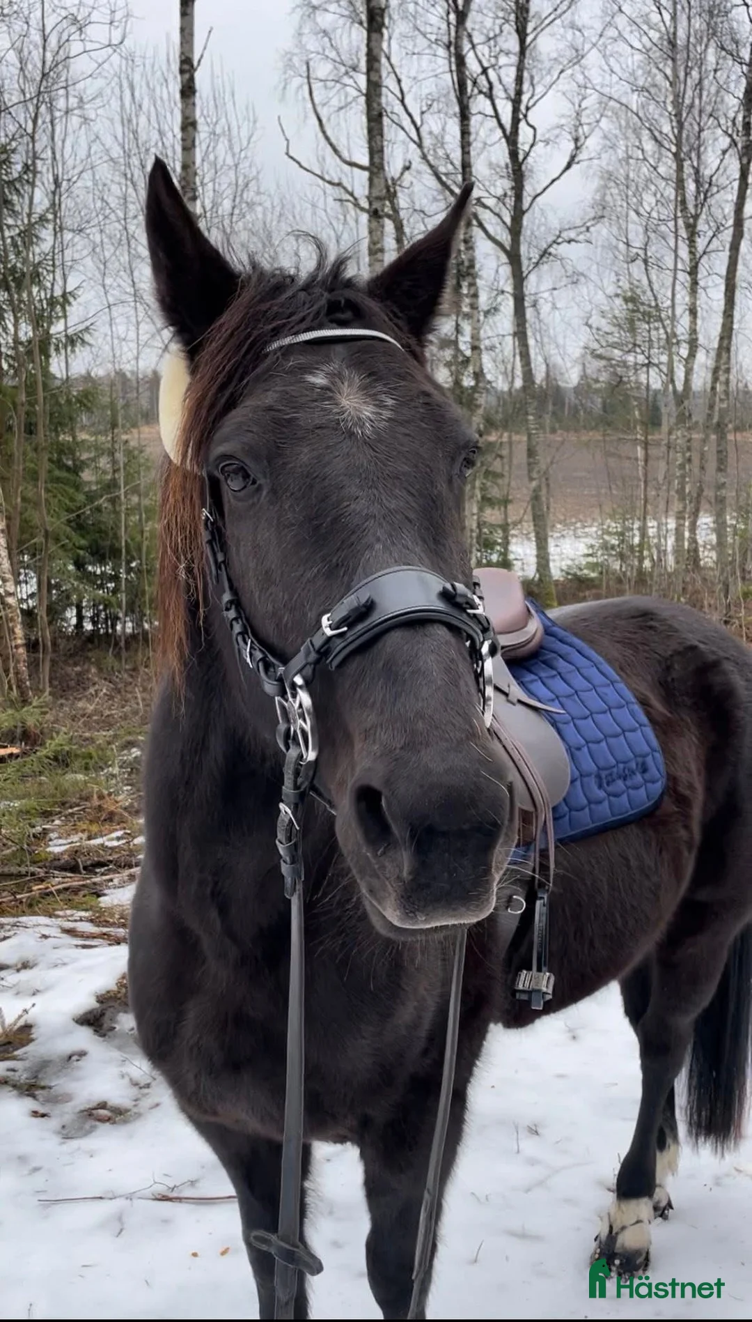 Övrigt hästar till salu: Skogsmulle letar nytt hem - Annons 2