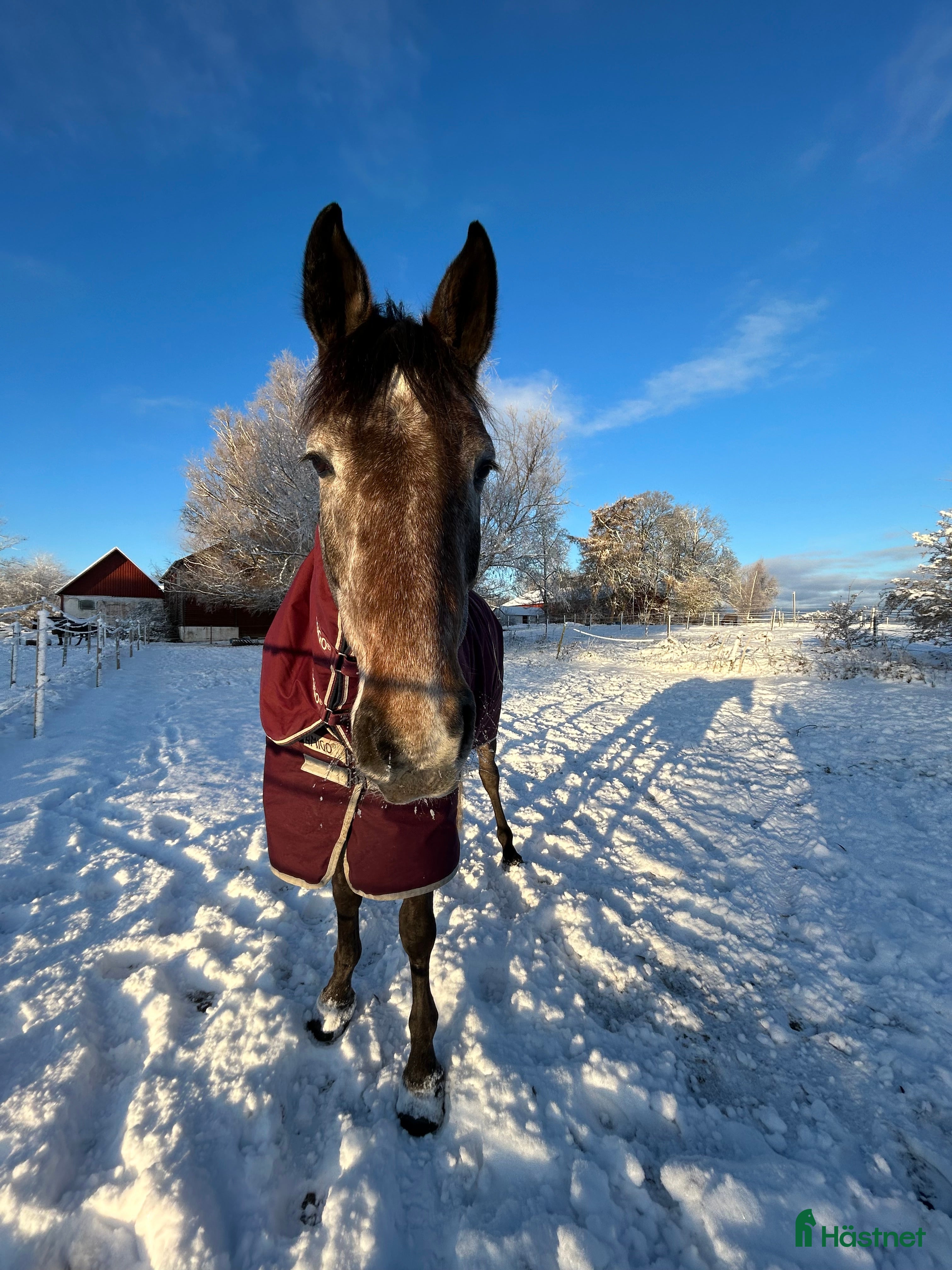  hästservice Hästtäckestvätt finns utanför Vellinge. i Vellinge - Annons 9
