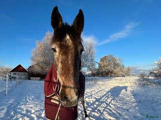 hästservice Hästtäckestvätt finns utanför Vellinge. i Vellinge - Annons 9