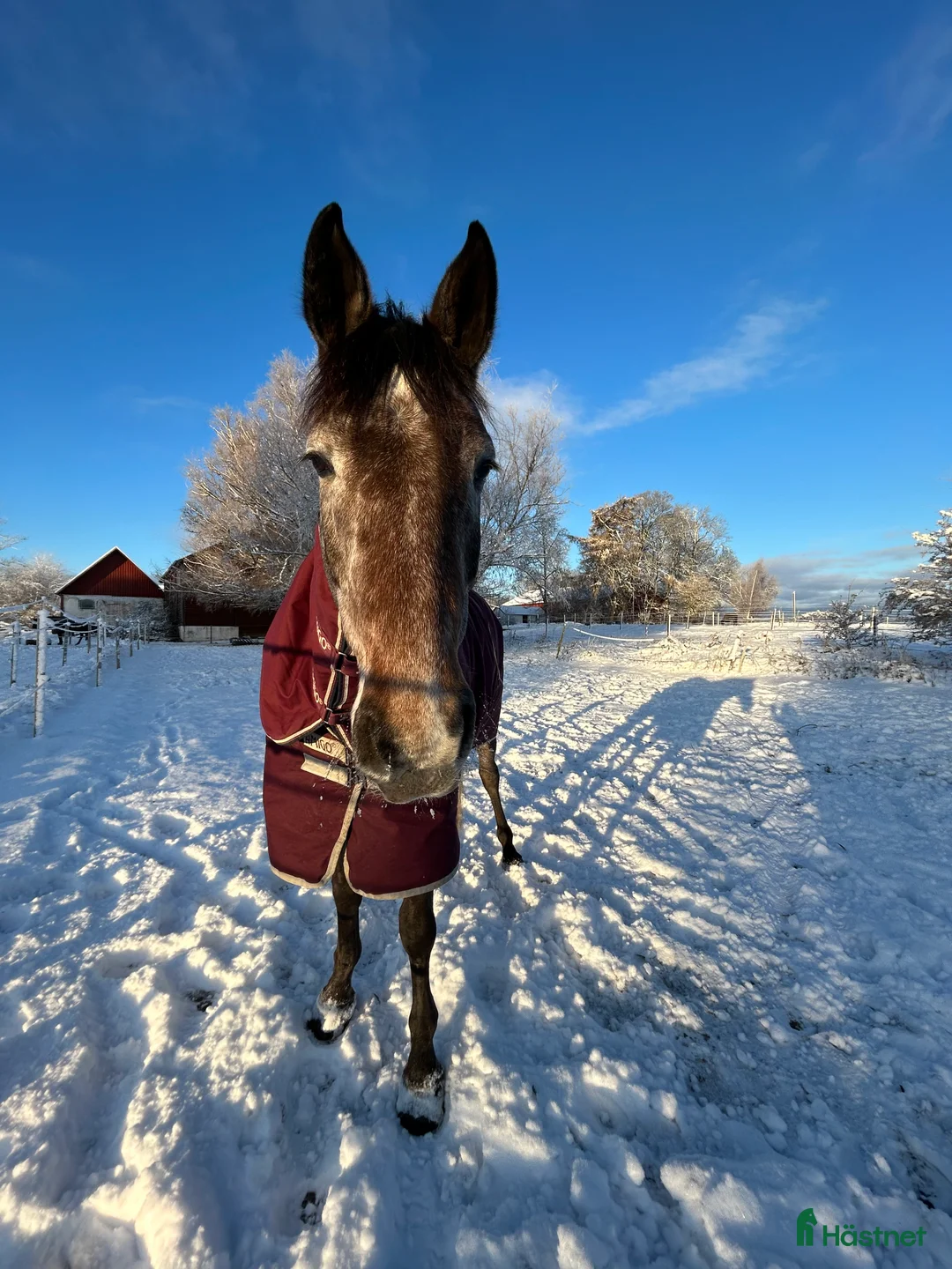  hästservice finnes: Hästtäckestvätt finns utanför Vellinge. i Vellinge - Annons 1