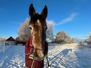 hästservice finnes: Hästtäckestvätt finns utanför Vellinge. i Vellinge - Annons 1