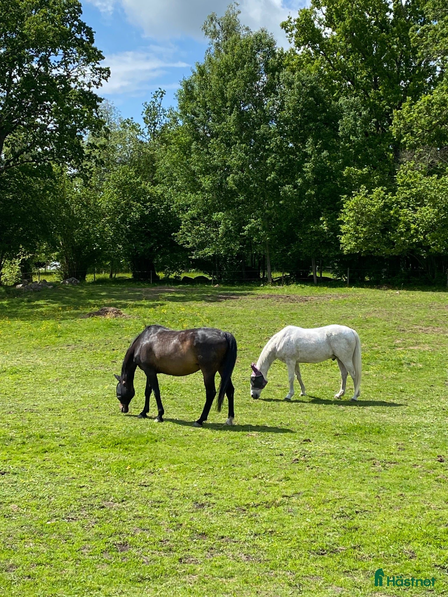  stallplats Stallplats/sommarbete - Ljungsbro  - Annons 1