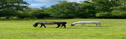  stallplats finnes: Stallplats/sommarbete - Ljungsbro  - Annons 1