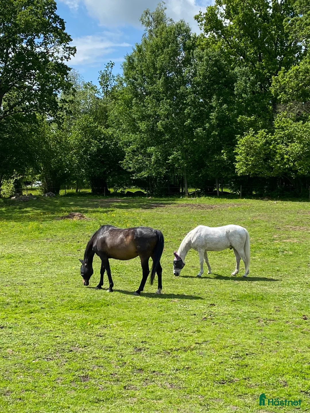  stallplats finnes: Stallplats/sommarbete - Ljungsbro  - Annons 1