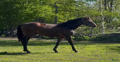  hästar i Löberöd - Annons 9