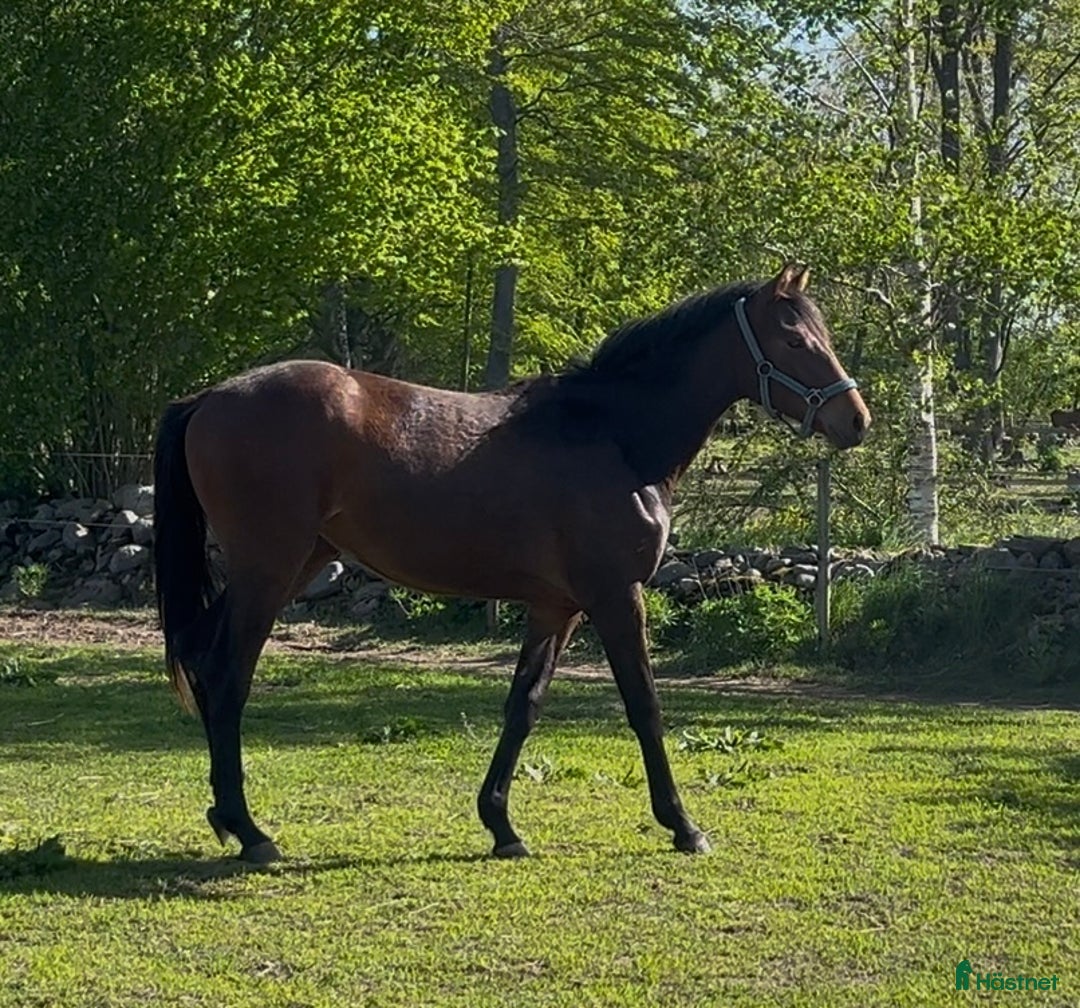 Allround hästar till salu: Vackert sto!! i Löberöd - Annons 3