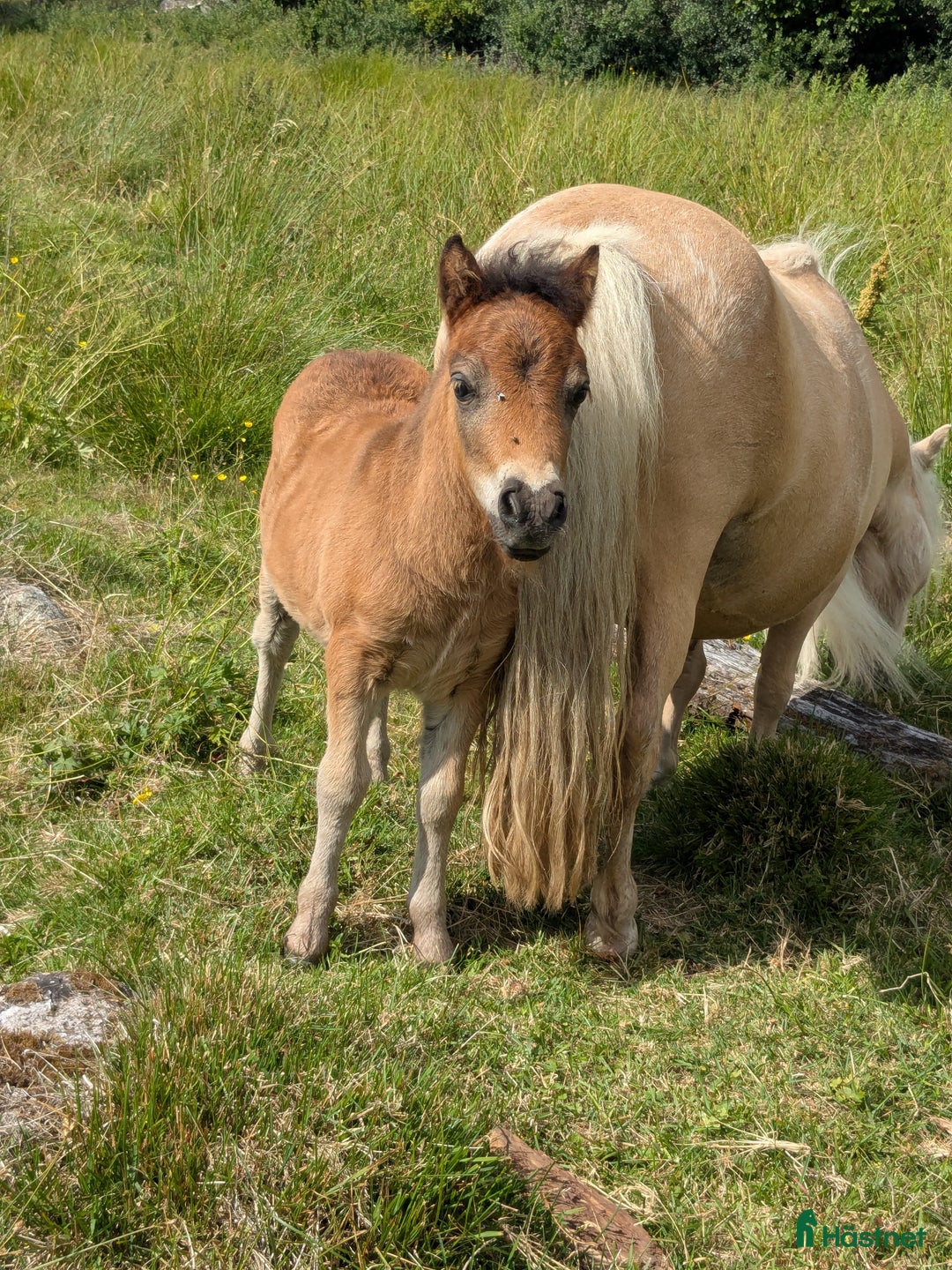 Avel hästar till salu: Minishetland  i Holmsjö - Bild 8