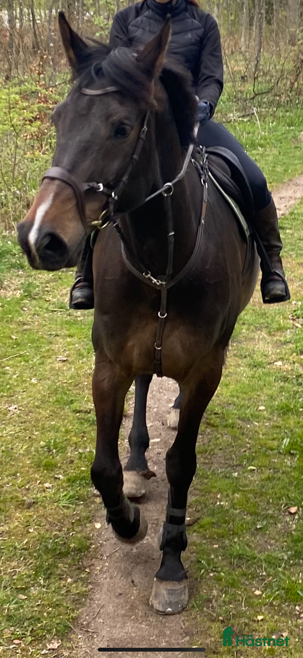  hästar SWB sto -11 säljes för avel eller hobbyridning - Annons 4