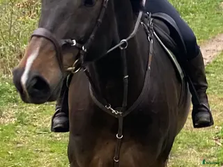 hästar SWB sto -11 säljes för avel eller hobbyridning - Annons 4