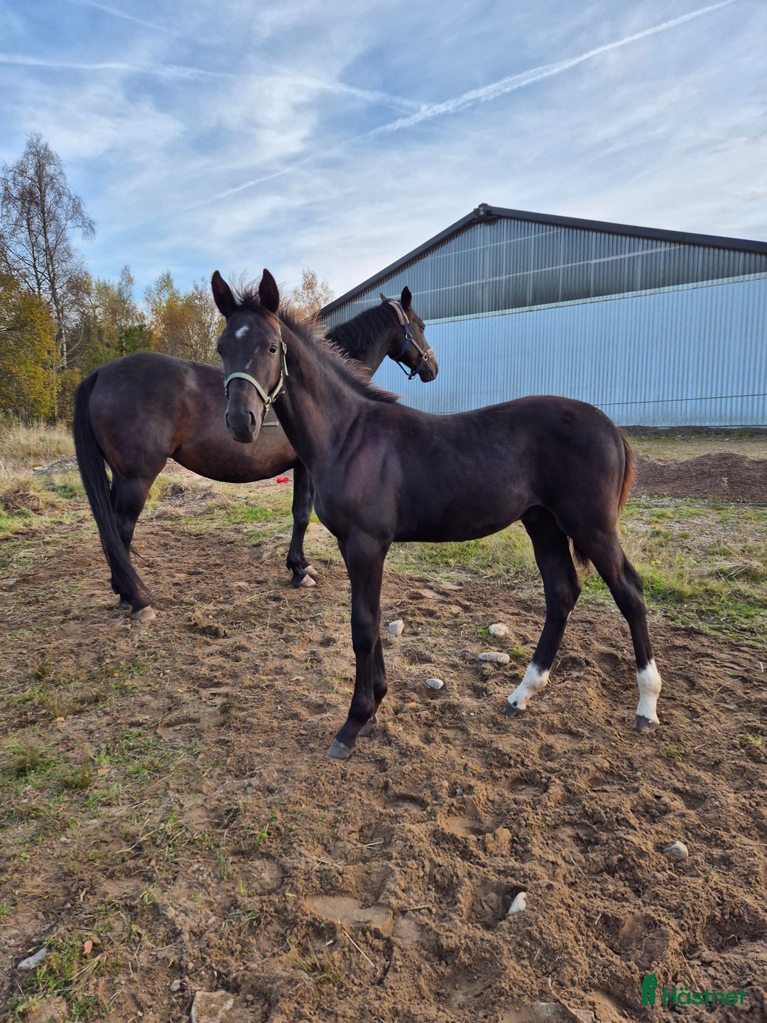 Hoppning hästar till salu: Otroligt vackert hingstföl  i Klippan - Annons 2