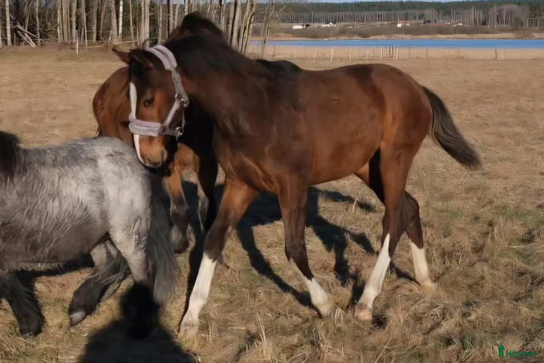 Allround hästar till salu: Snygg blivande dubbeltalang avlad för hållbarhet  i Grums - Annons 2