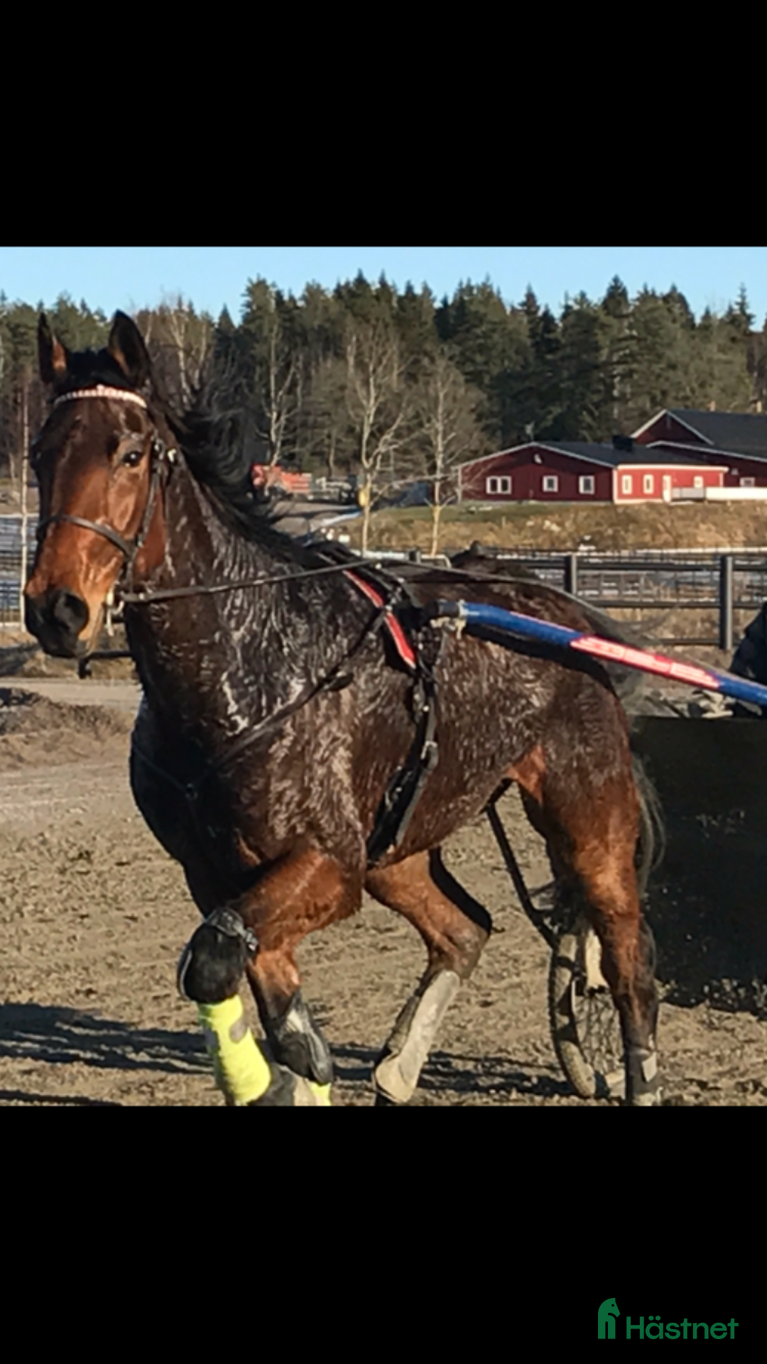 Trav hästar sökes: Start häst köpes  i Uppsala - Annons 1