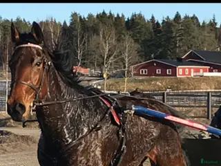 hästar Start häst köpes i Uppsala - Annons 4