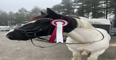  hästar i Alnö - Annons 11